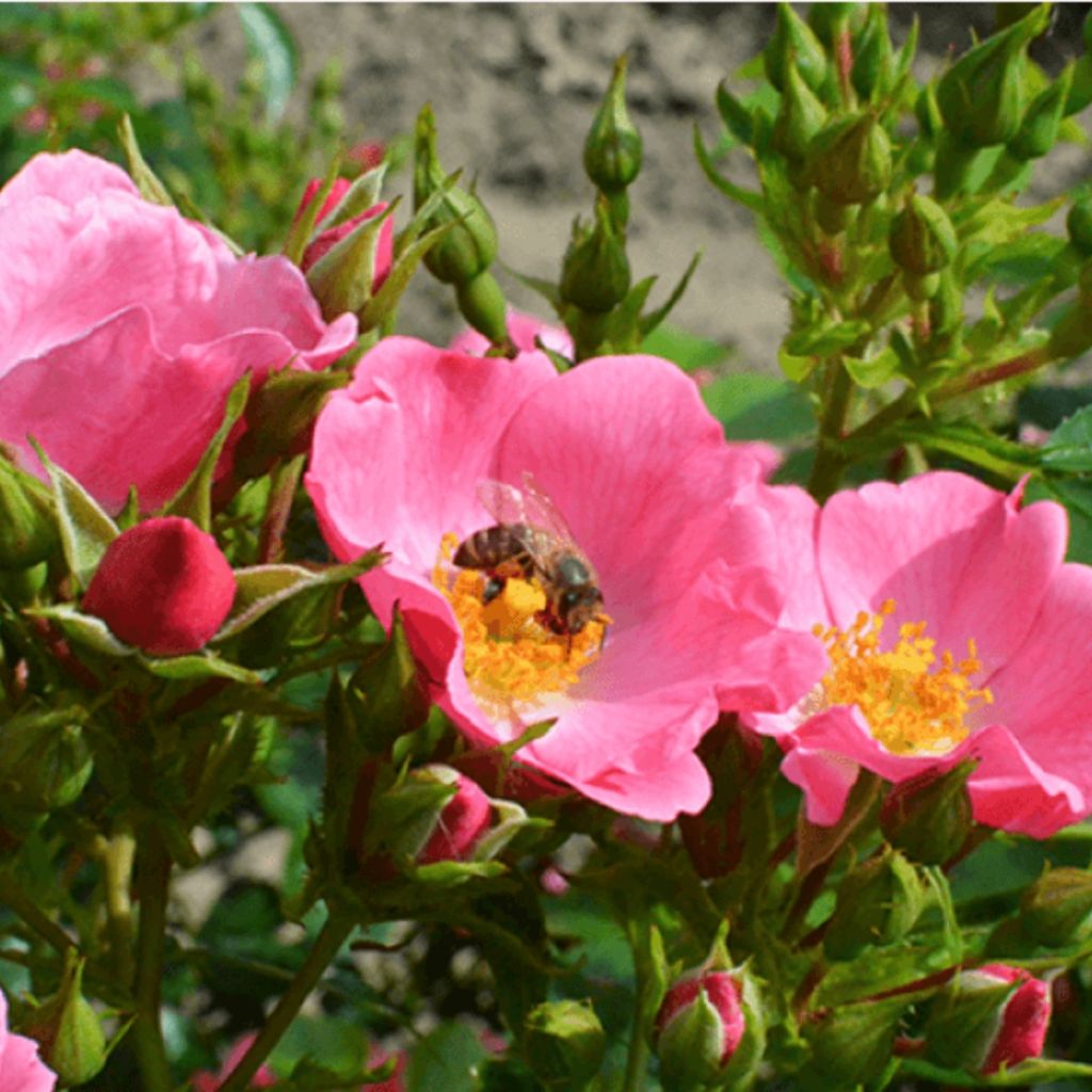 Rosa Mel Bee