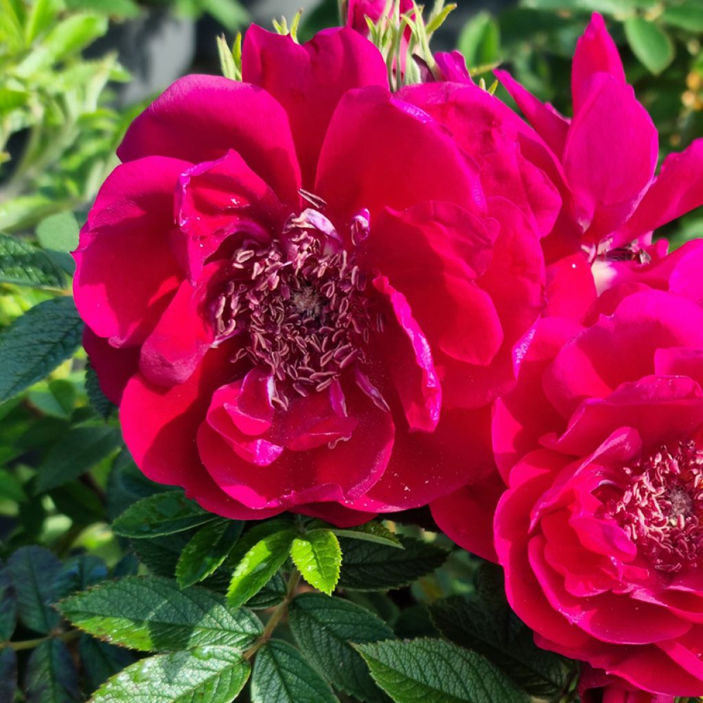 Rosa rugosa Take it Easy Red 