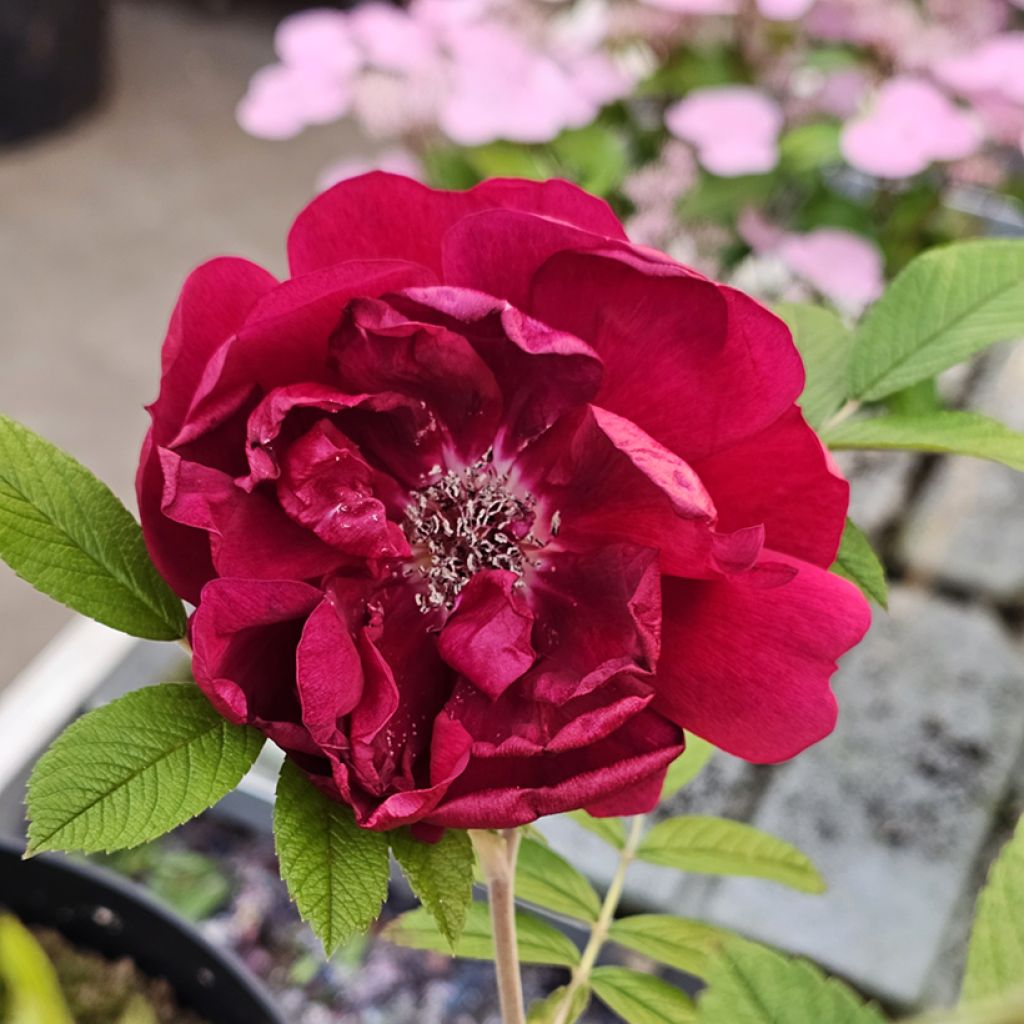 Rosa rugosa Take it Easy Red 