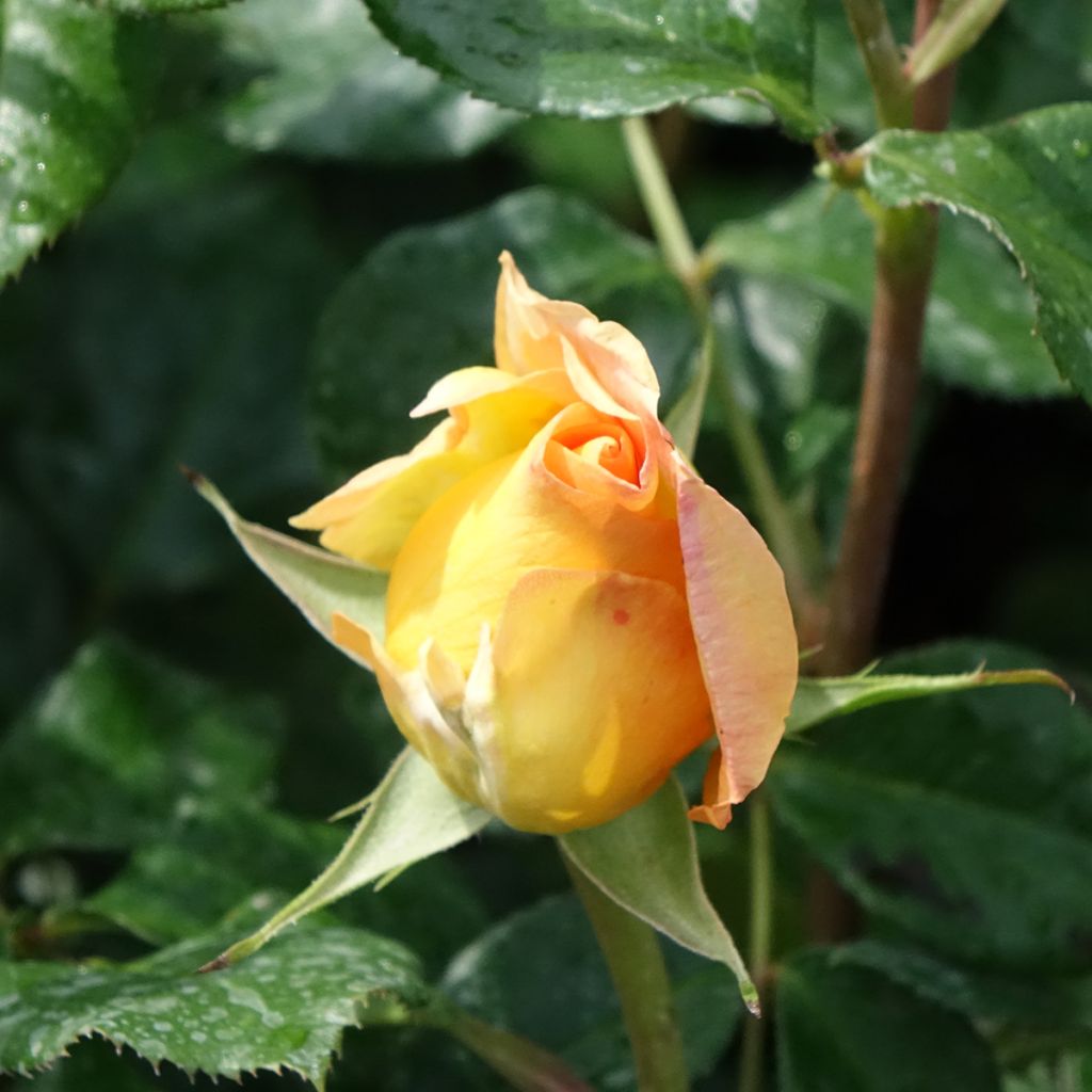 Rosal Eureka