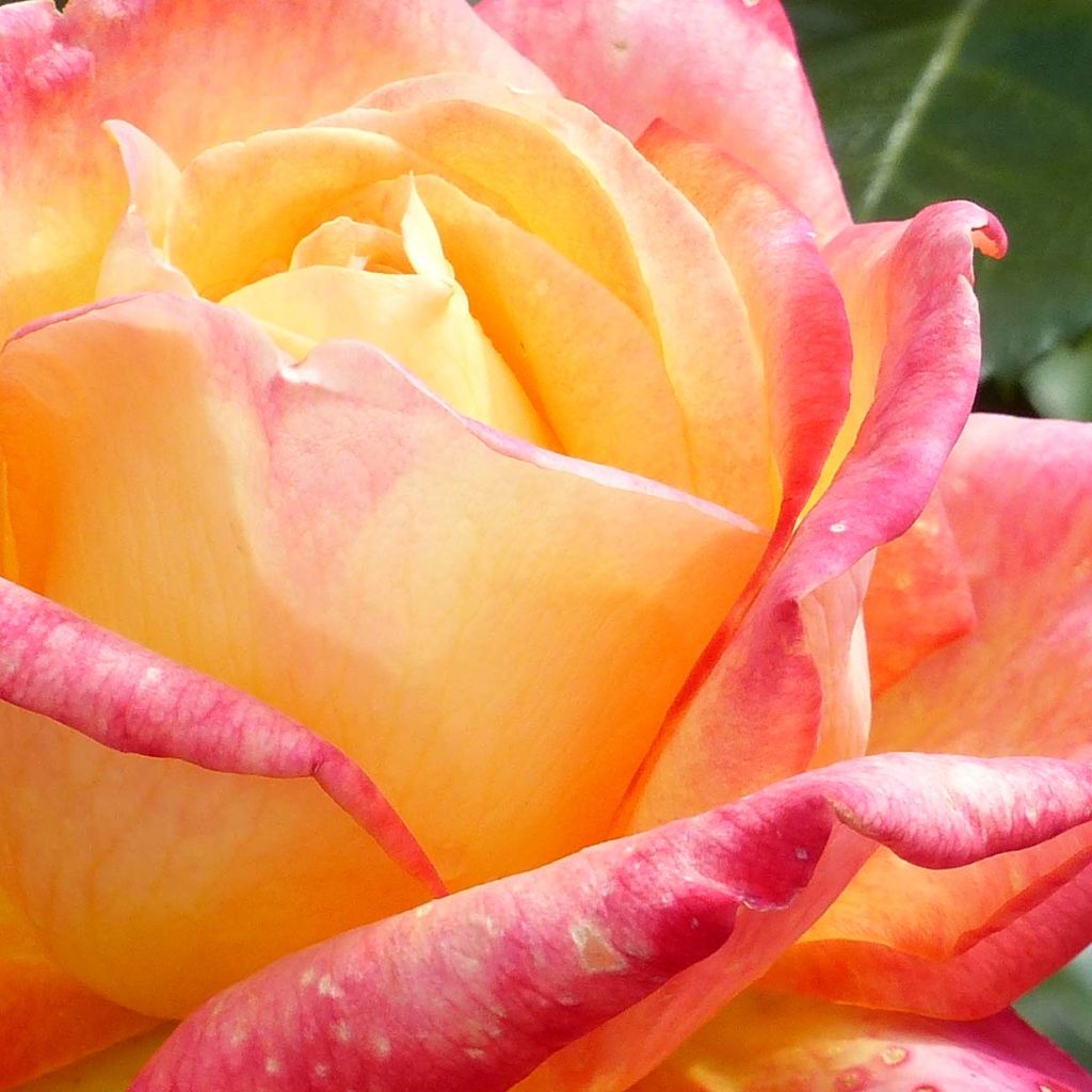 Rosal Oriental Peace