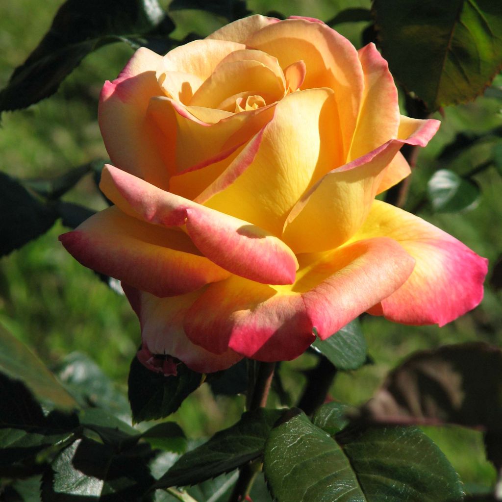 Rosal Oriental Peace