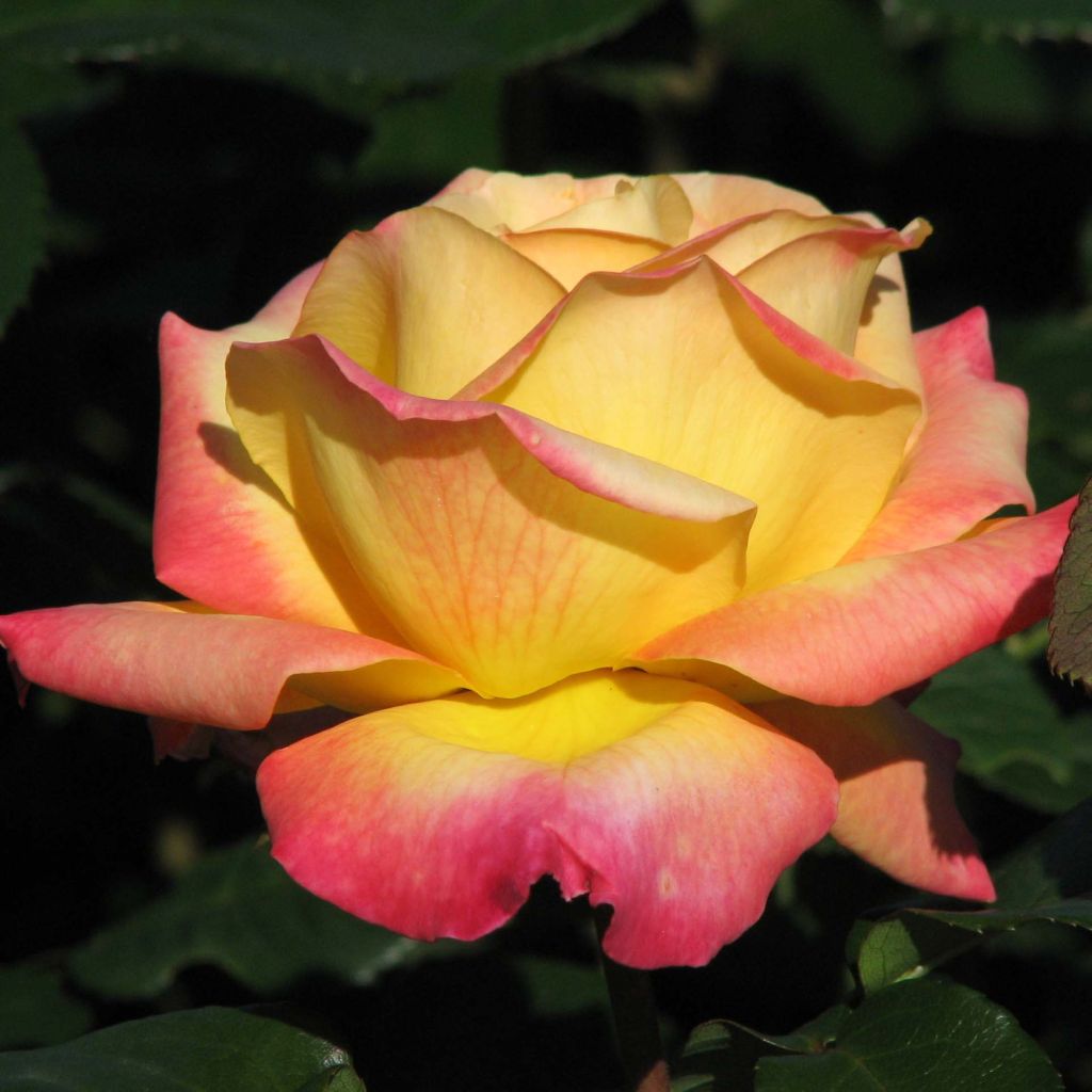 Rosal Oriental Peace