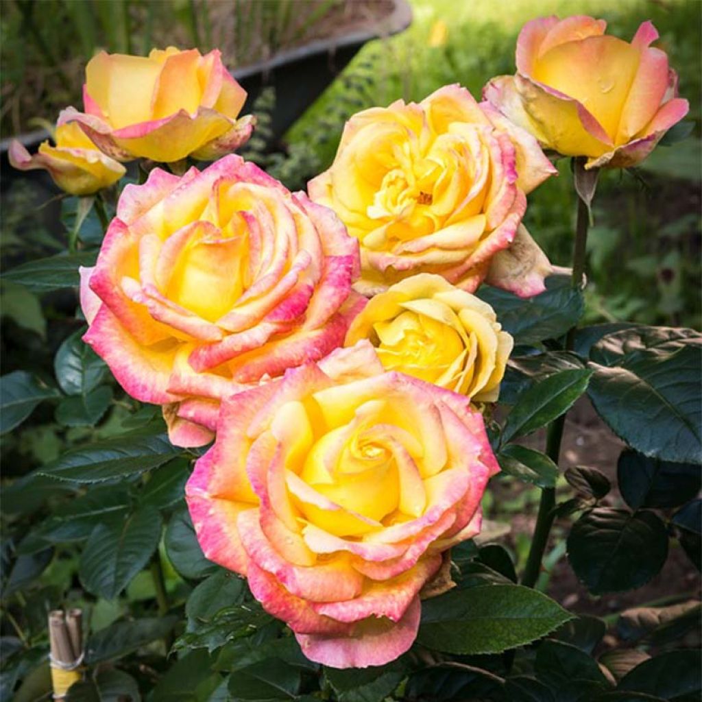 Rosal Oriental Peace