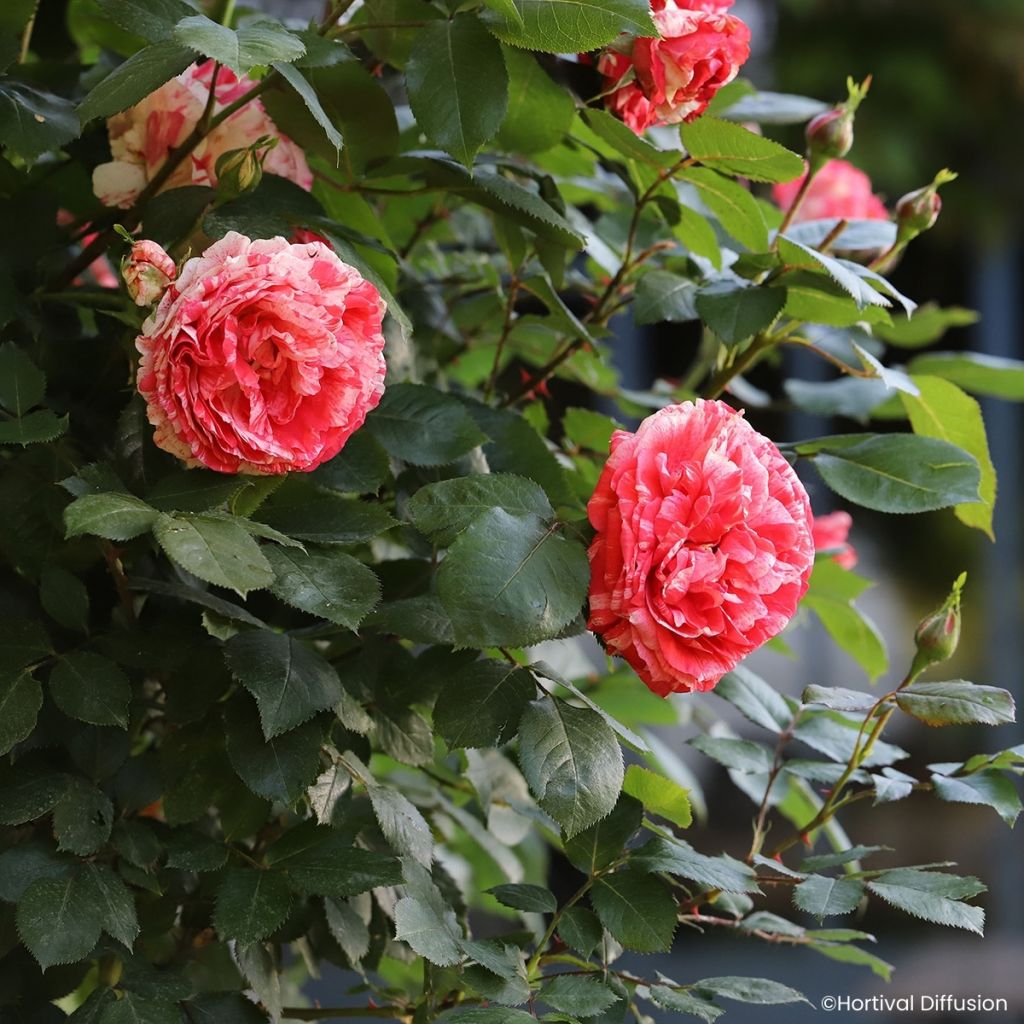 Rosa Scentimental Coral