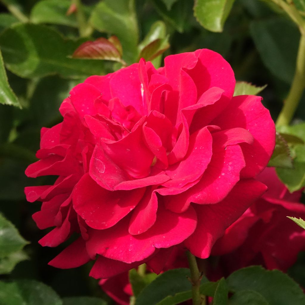 Rosal Bordeaux