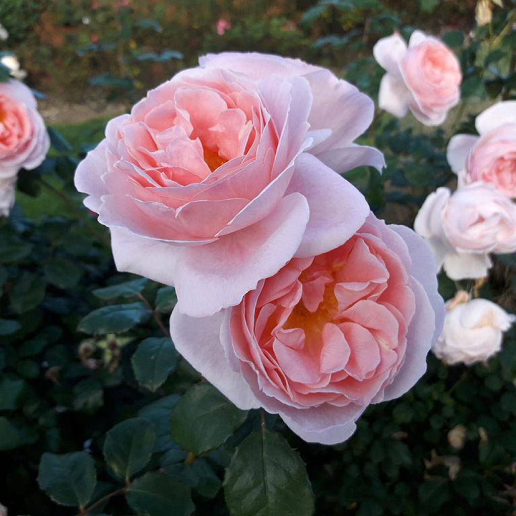 Rosal Caroline's Heart