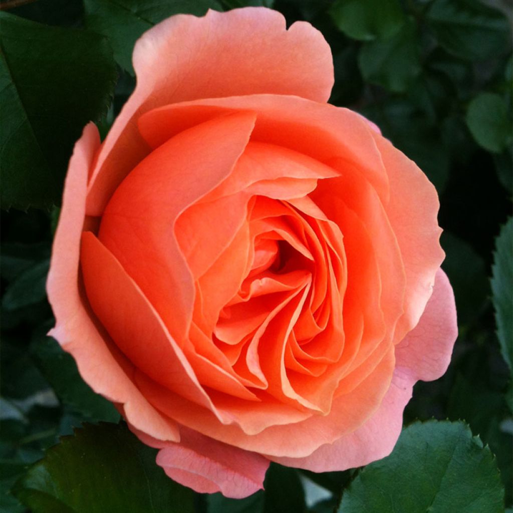 Rosal Fantasia Coral Lions-Rose