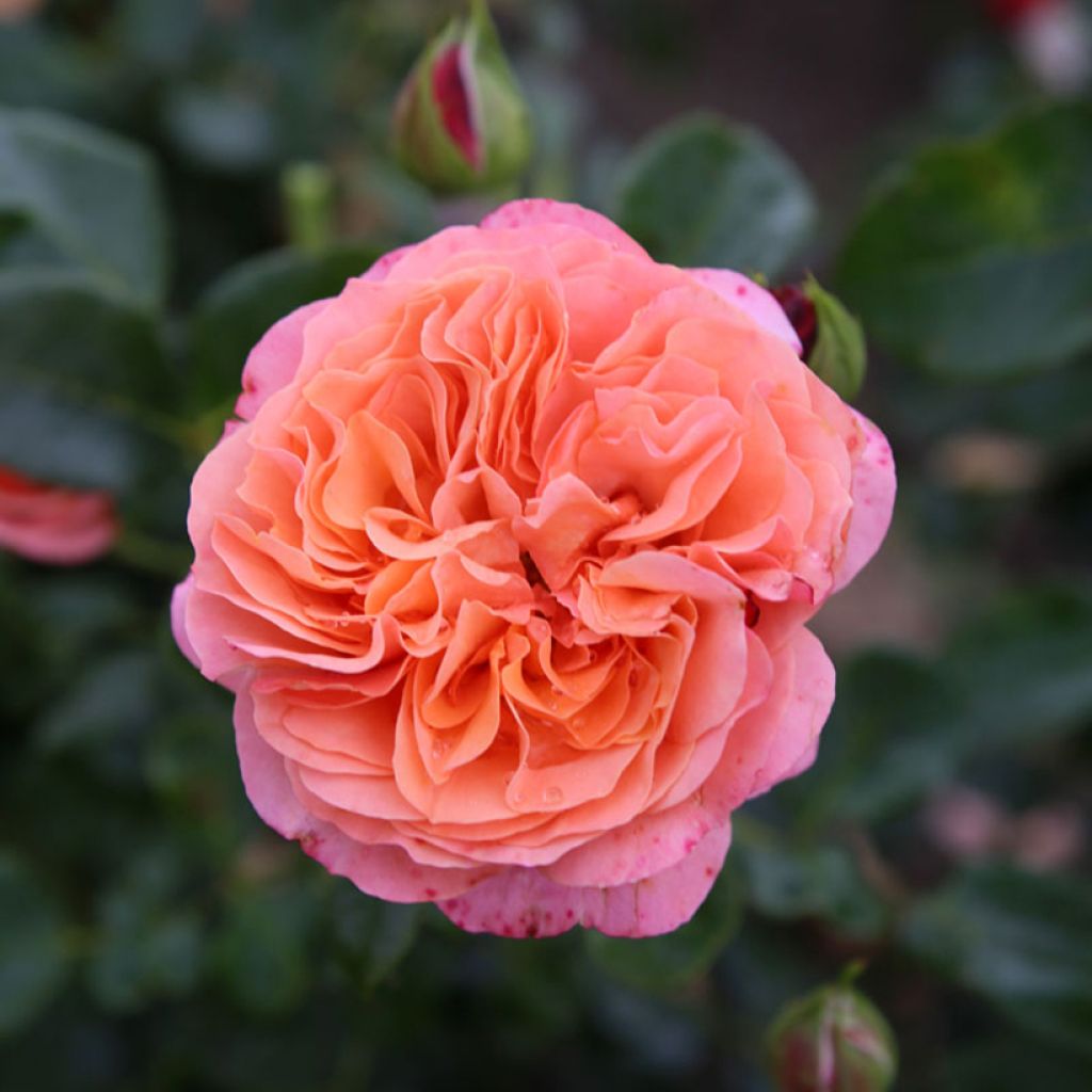Rosal Fantasia Coral Lions-Rose