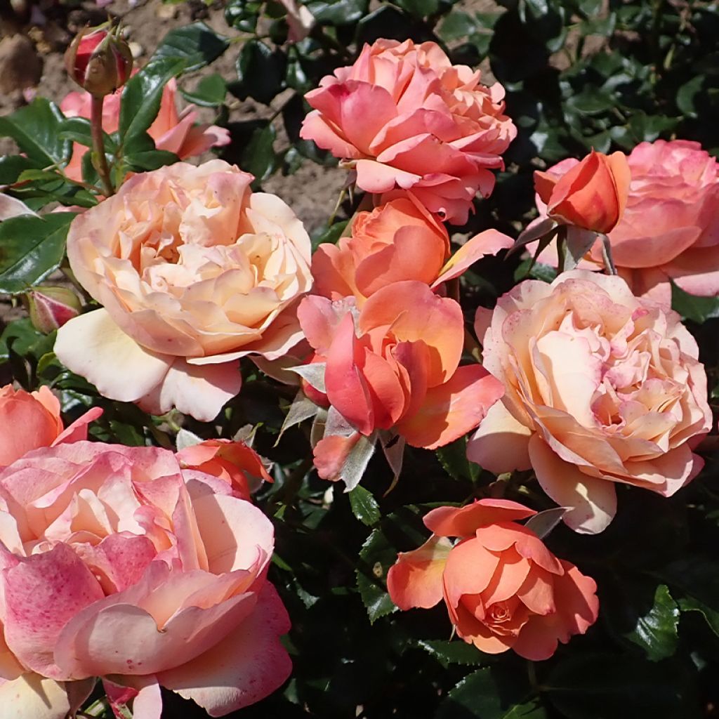 Rosal Fantasia Coral Lions-Rose