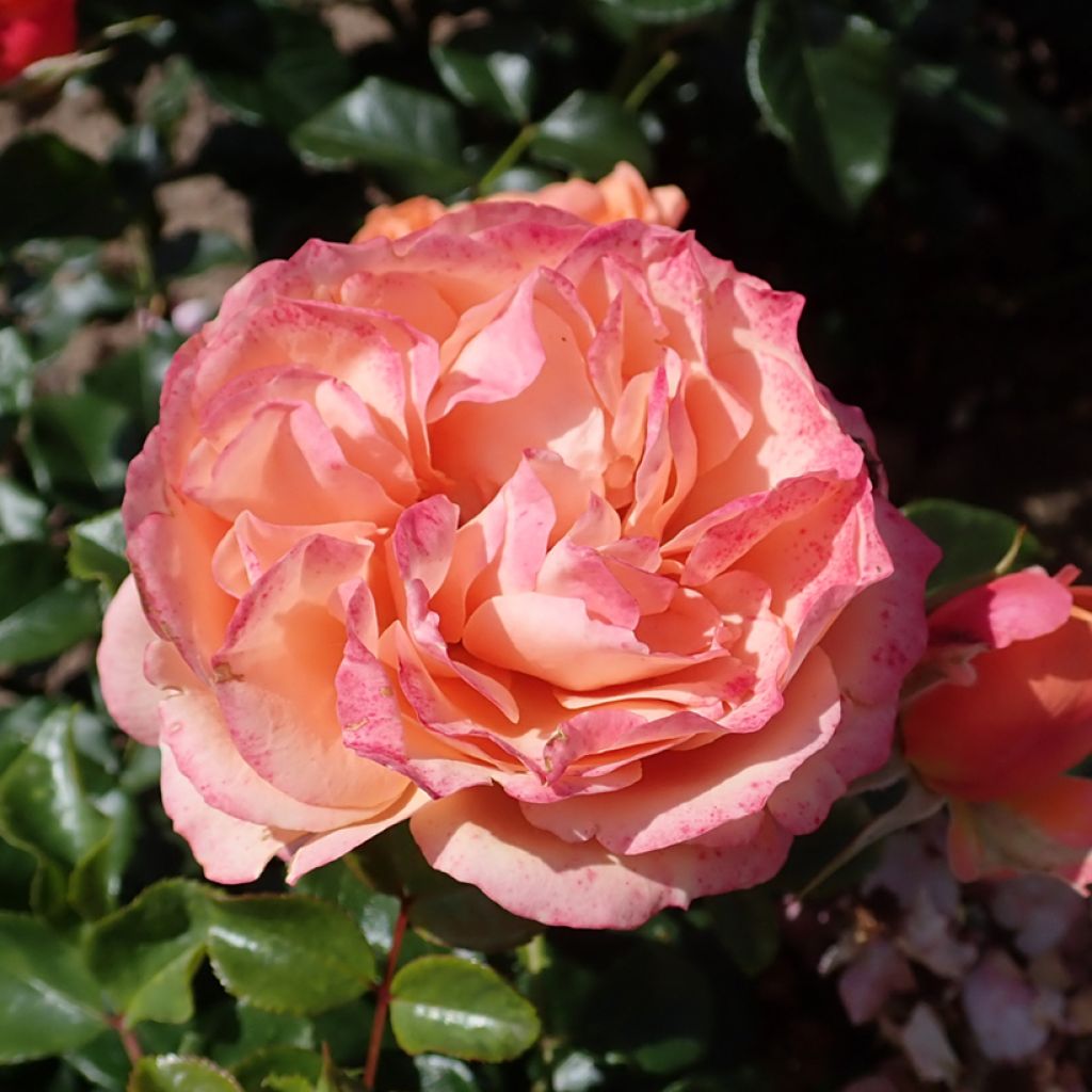Rosal Fantasia Coral Lions-Rose