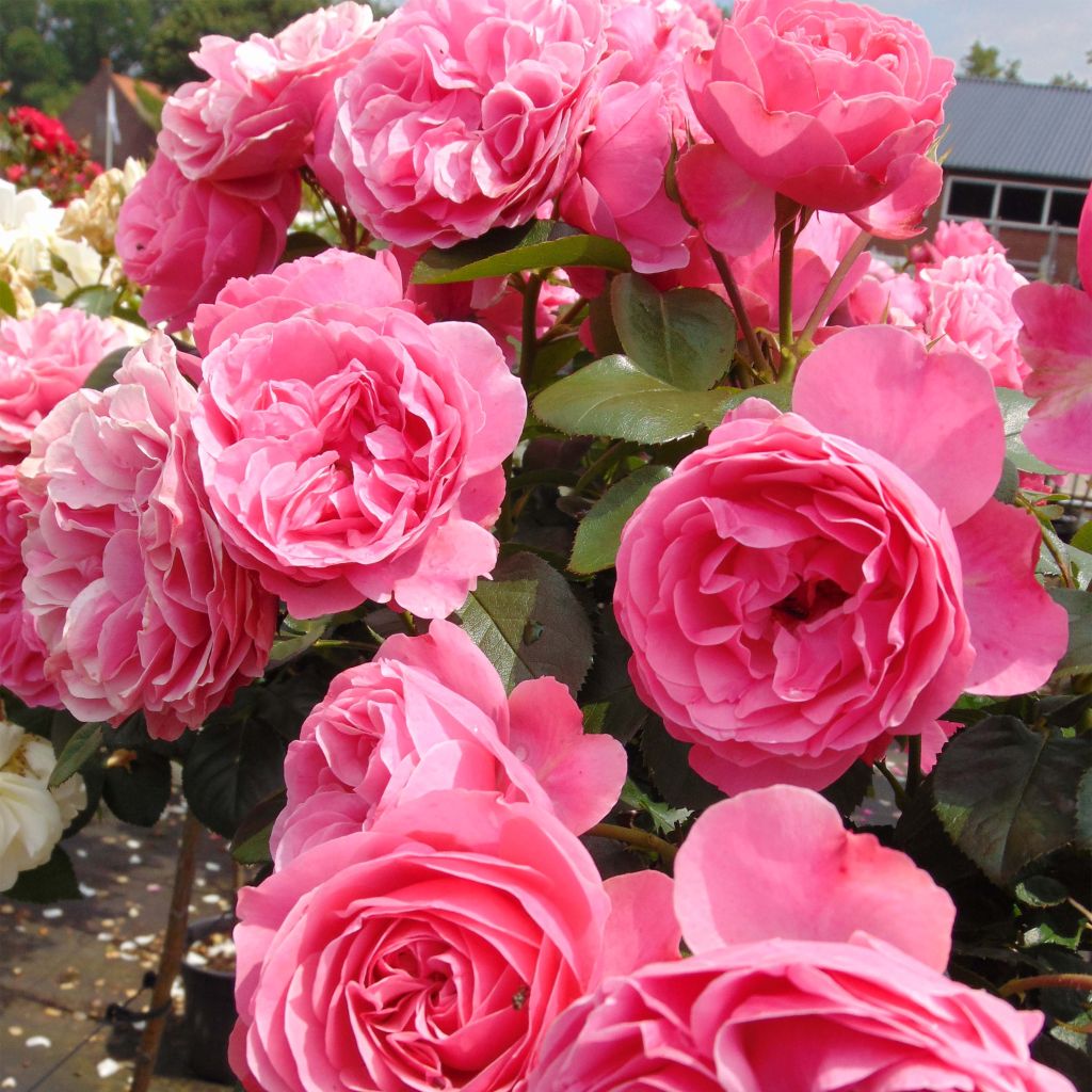 Rosal Leonardo Da Vinci Meideauri