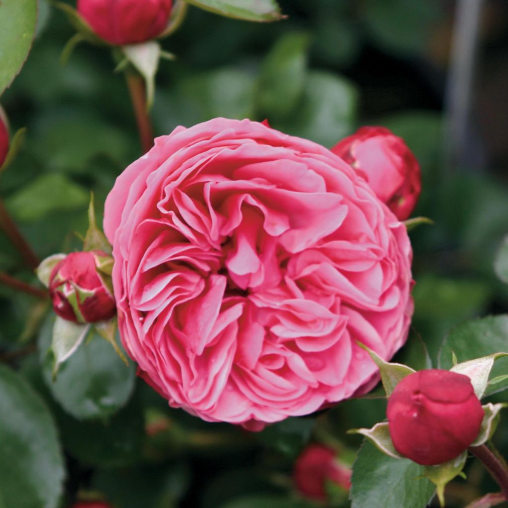 Rosal Leonardo Da Vinci Meideauri