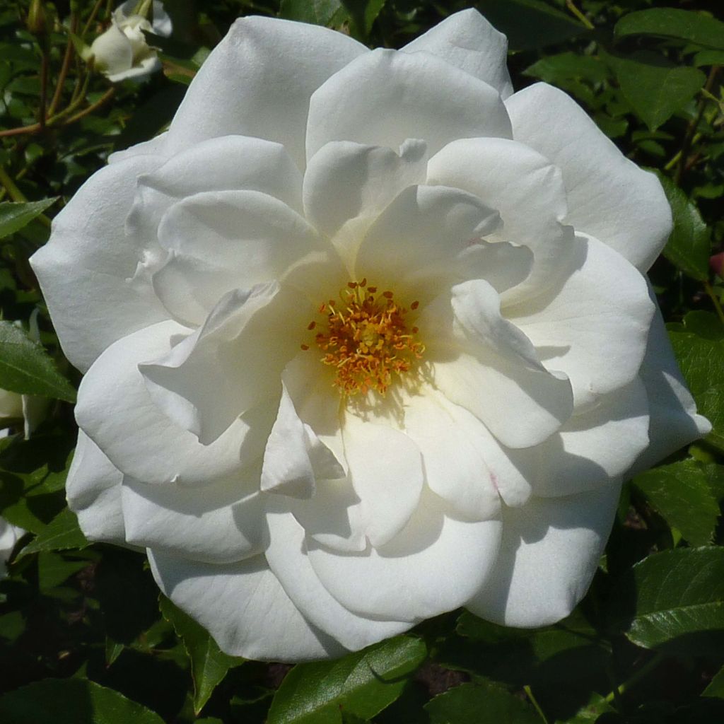 Rosal Maria Mathilda
