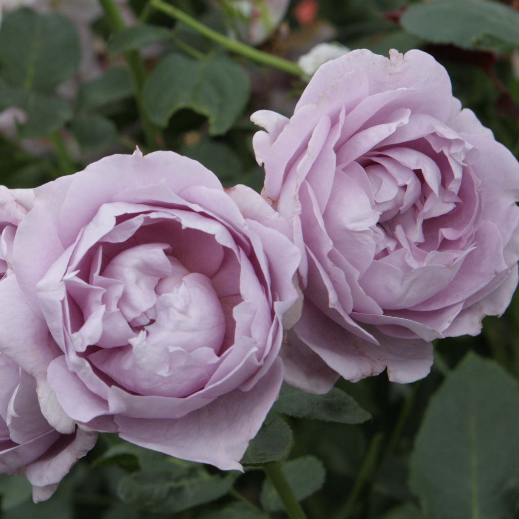 Rosal Novalis