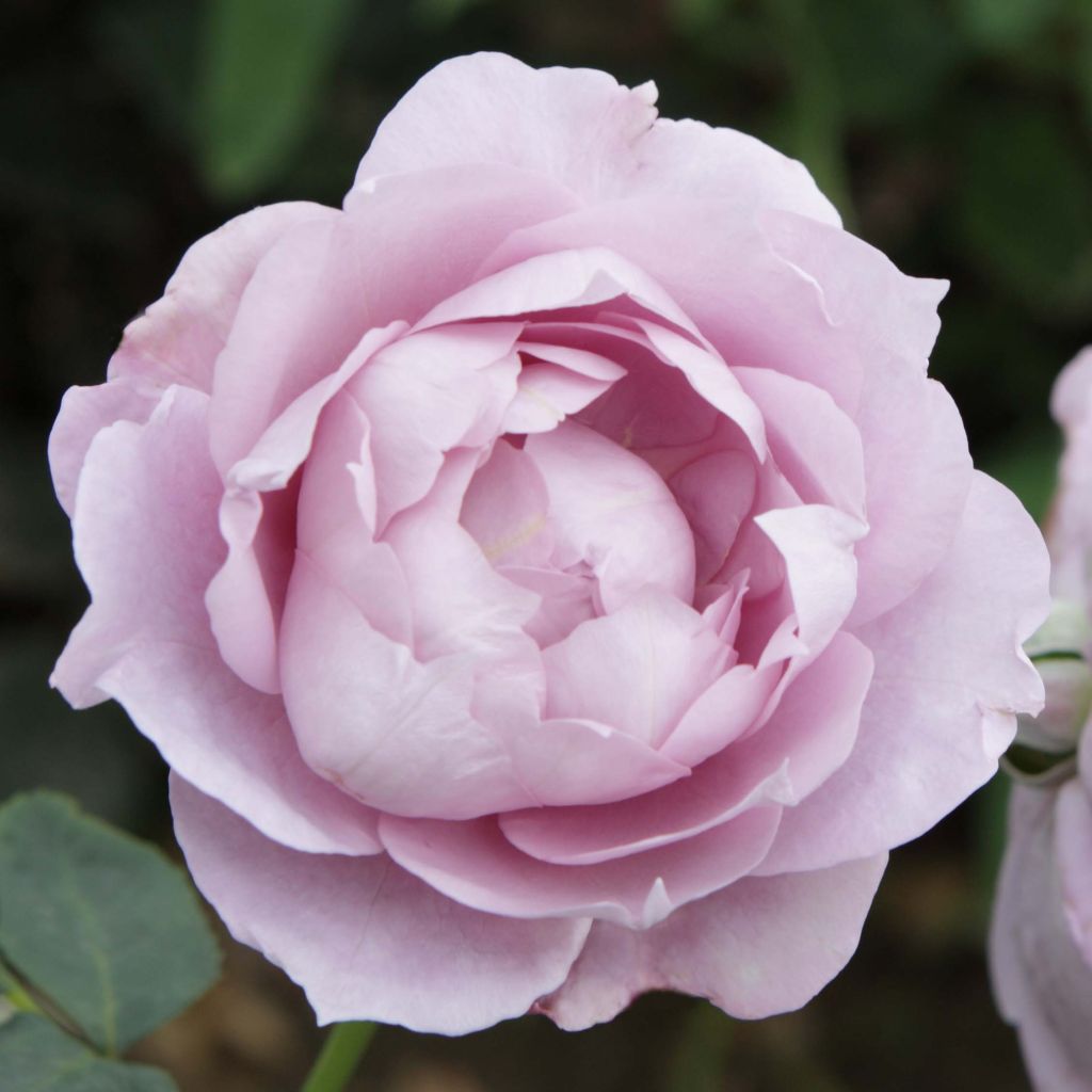 Rosal Novalis
