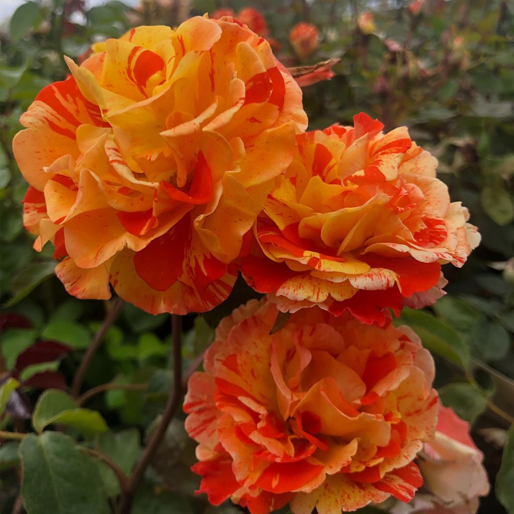 Rosal Oranges and Lemons