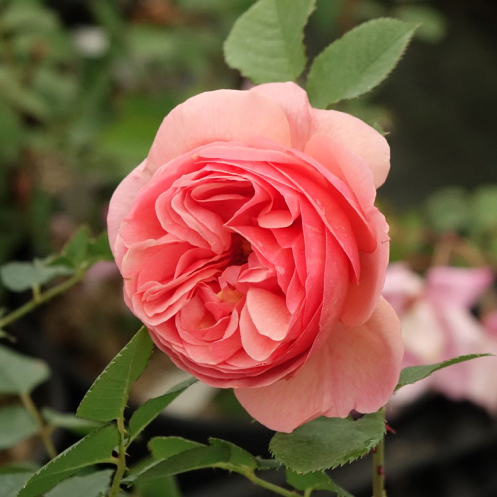 Rosal Park Abbey Rose