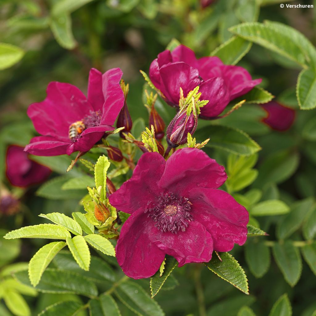 Rosal rugosa Strandperle