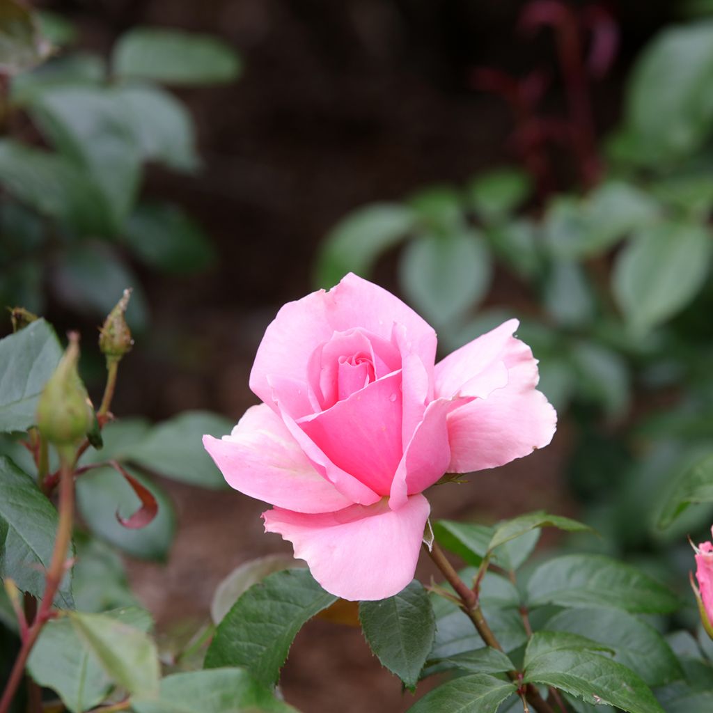 Rosal Ville de Saumur