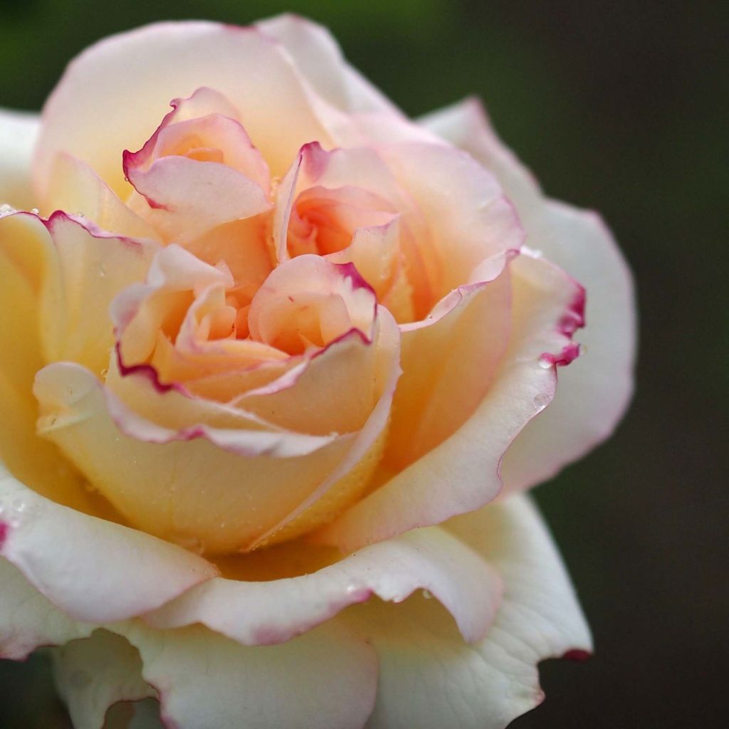 Rosal Alphonse Daudet Meirouve