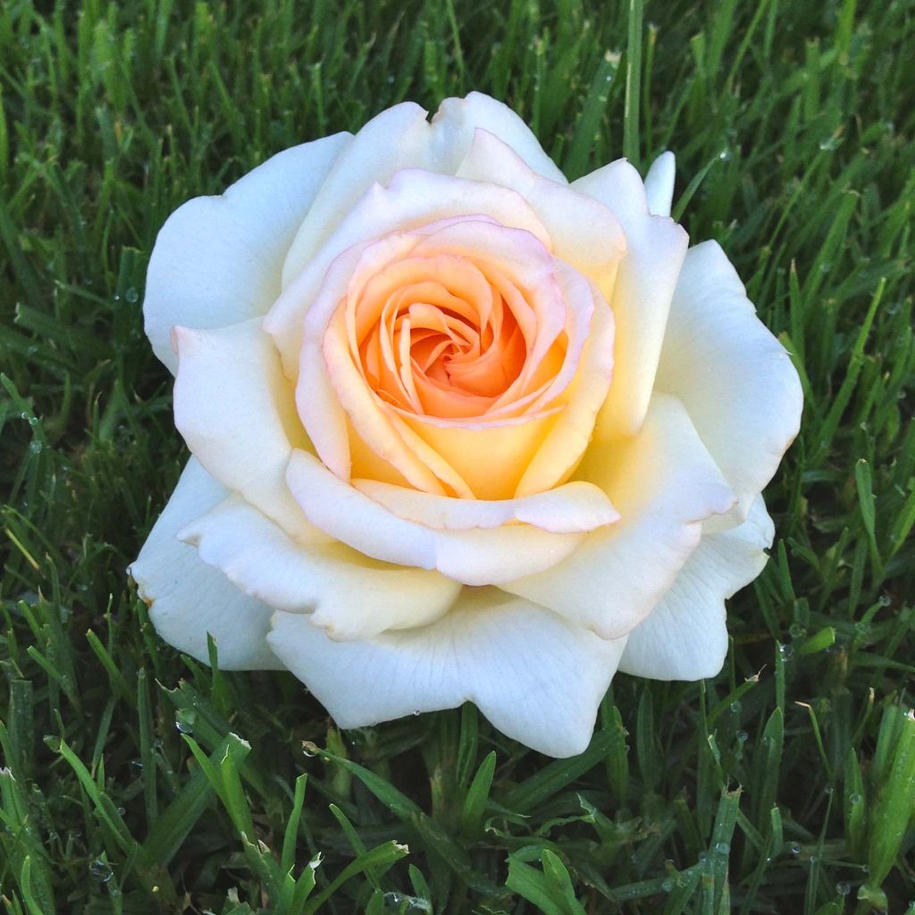 Rosal Anastasia