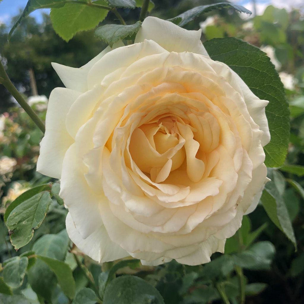 Rosal Anastasia