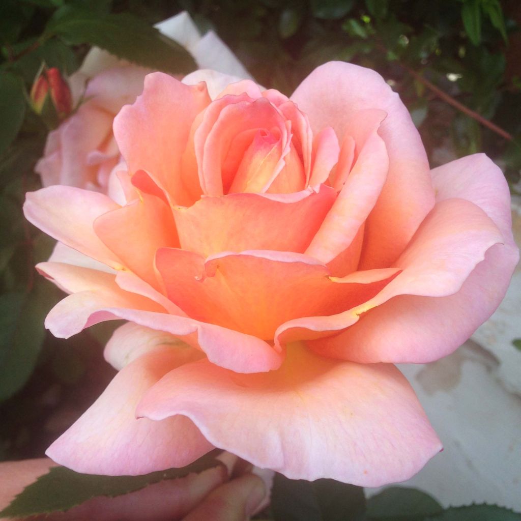 Rosal Belle du Seigneur