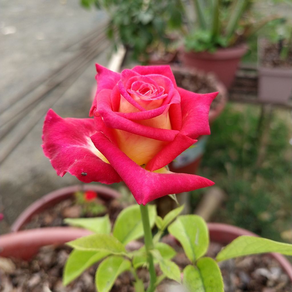 Rosa Bicolette