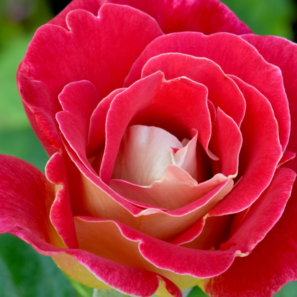 Rosa Bicolette