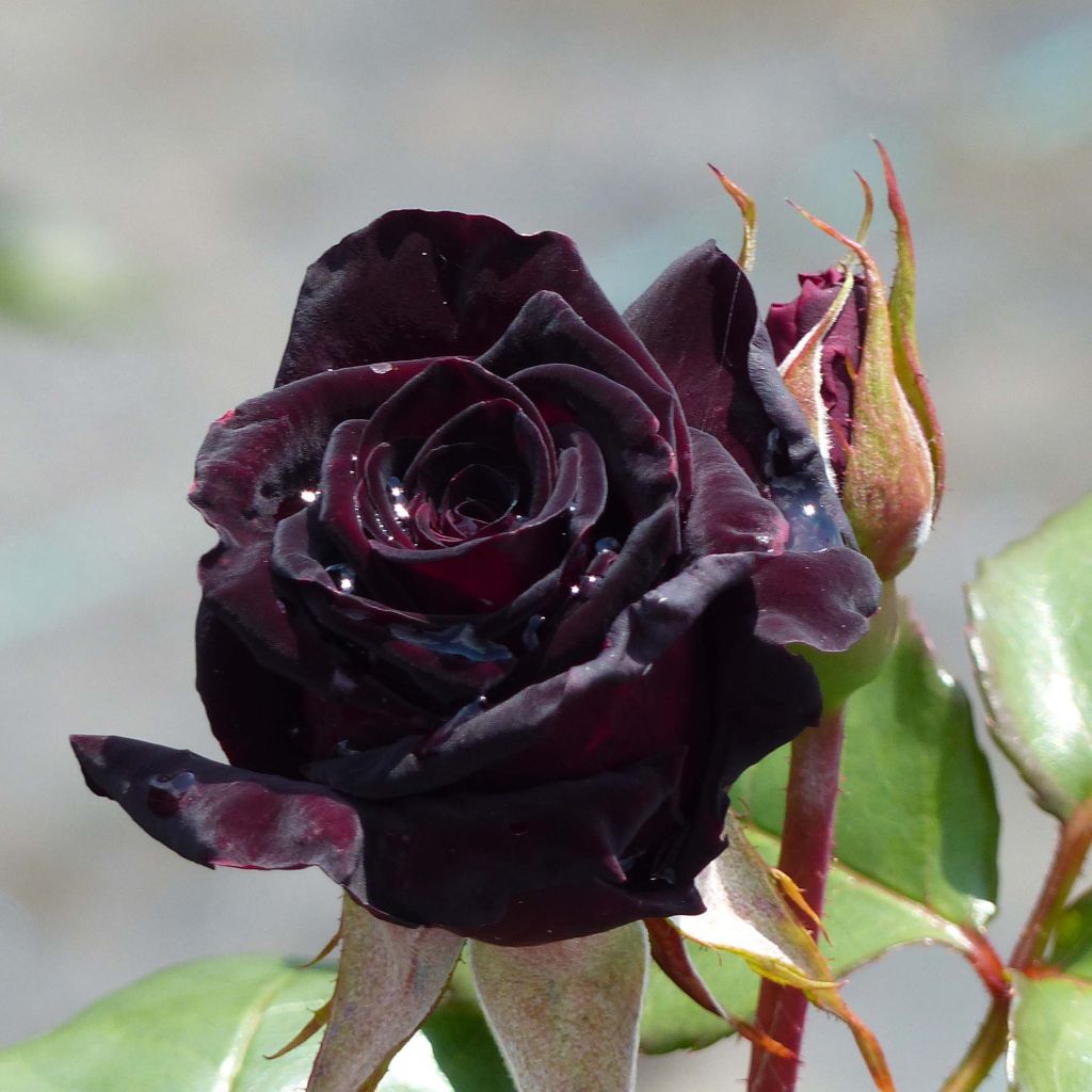 Rosal Black Baccara Meidebenne