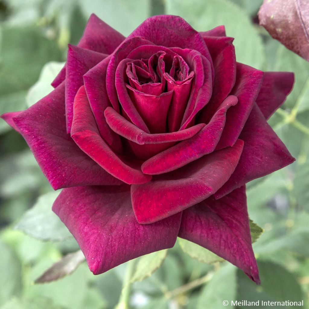 Rosa Black Perfumella