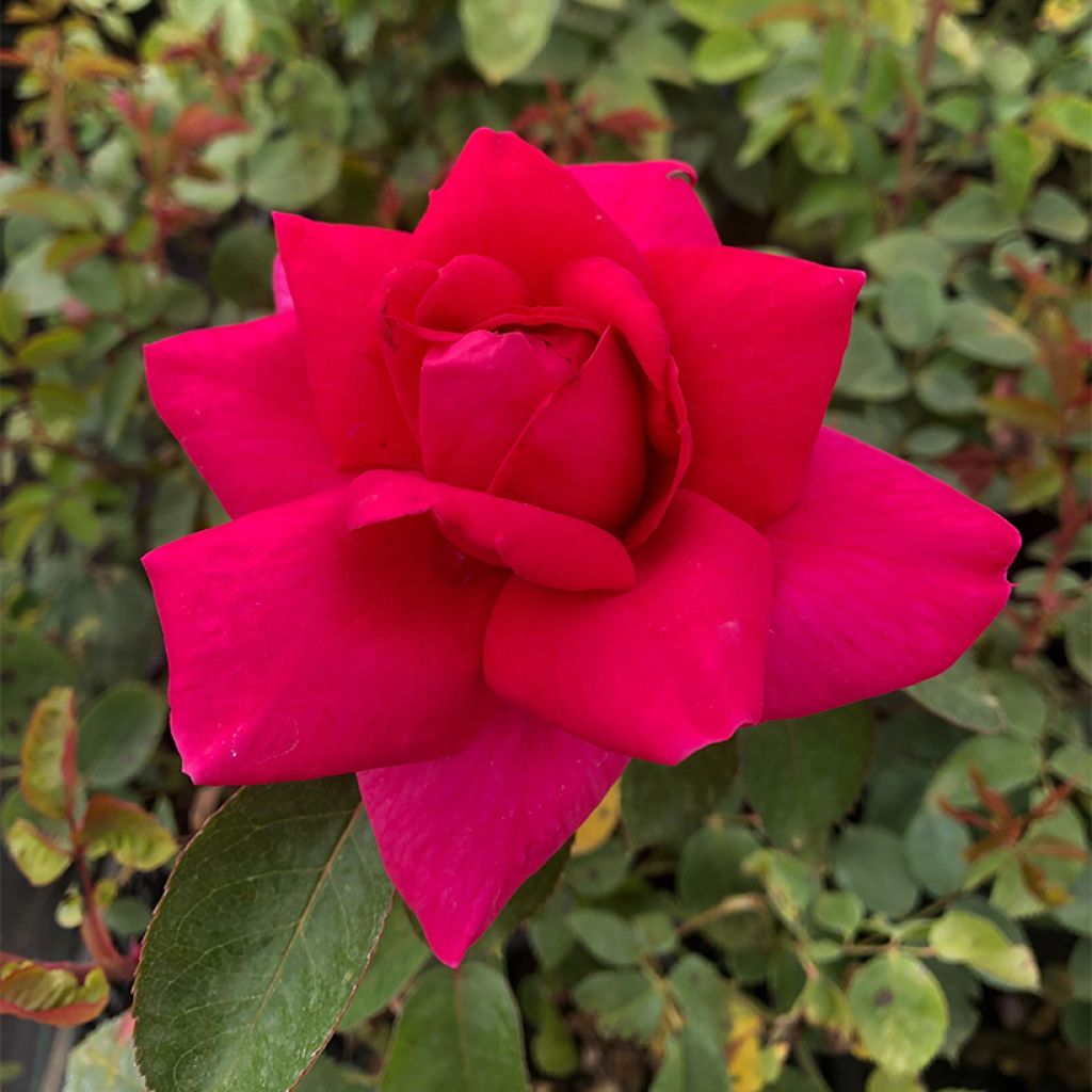 Rosal Criterion
