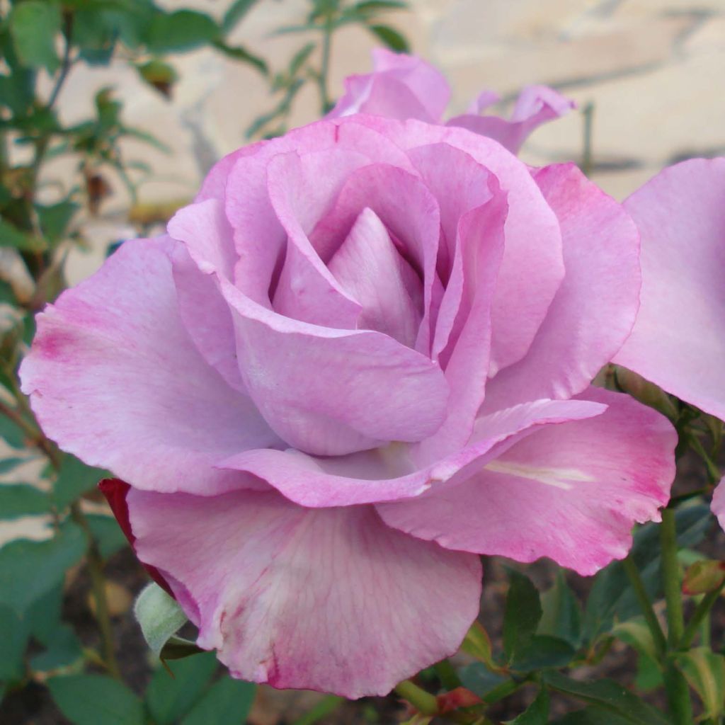 Rosal Dioressence