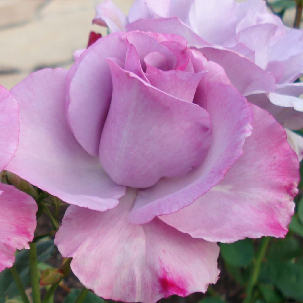 Rosal Dioressence