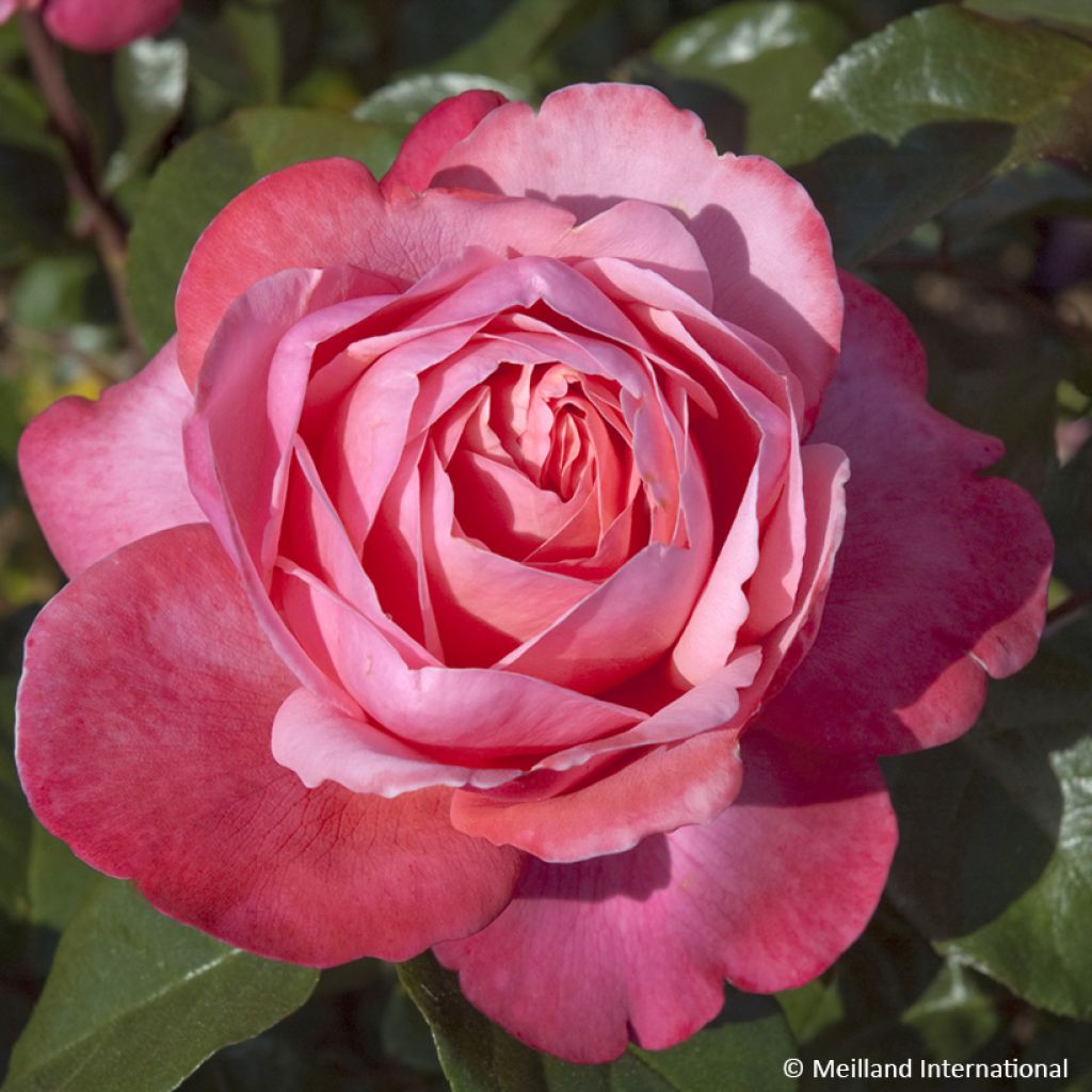 Rosa Drakkar