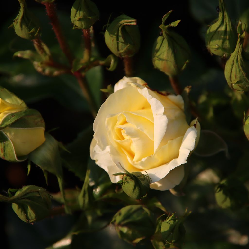 Rosal Eleganza Limona