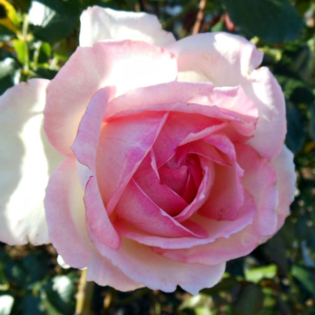 Rosal Honore de Balzac