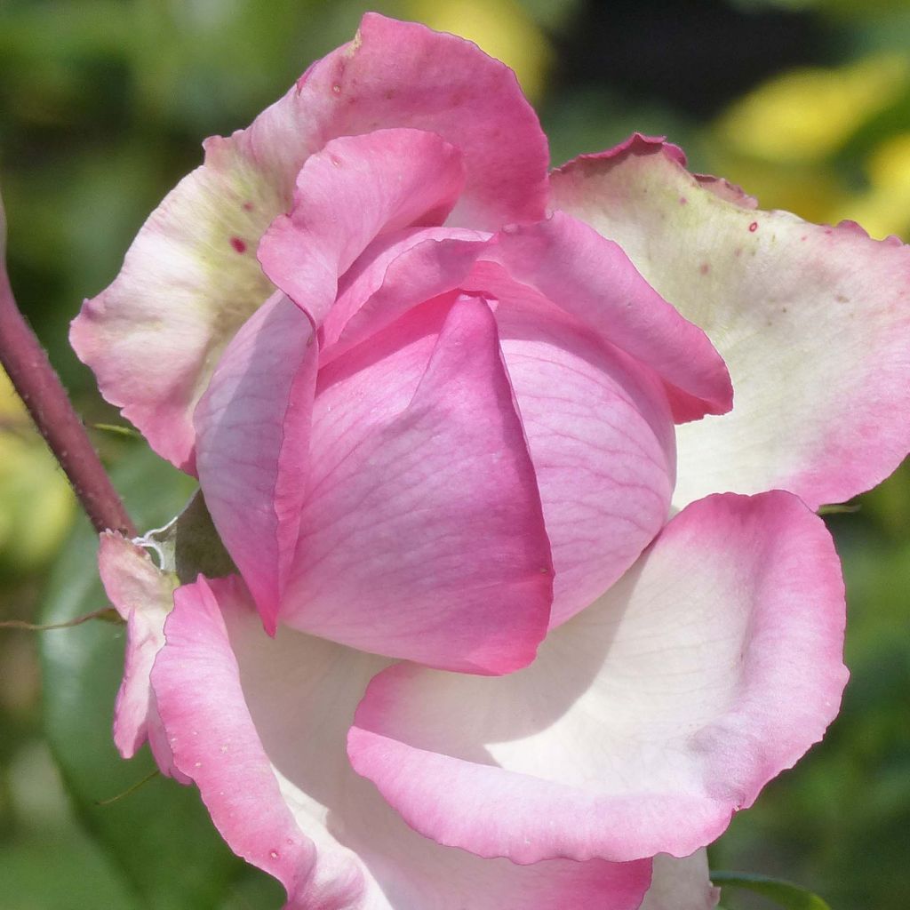 Rosal Honore de Balzac