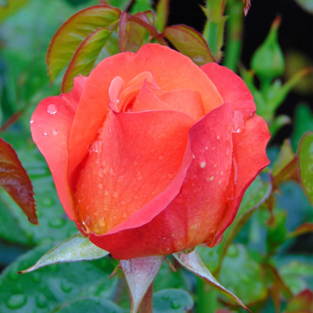 Rosal Ibiza