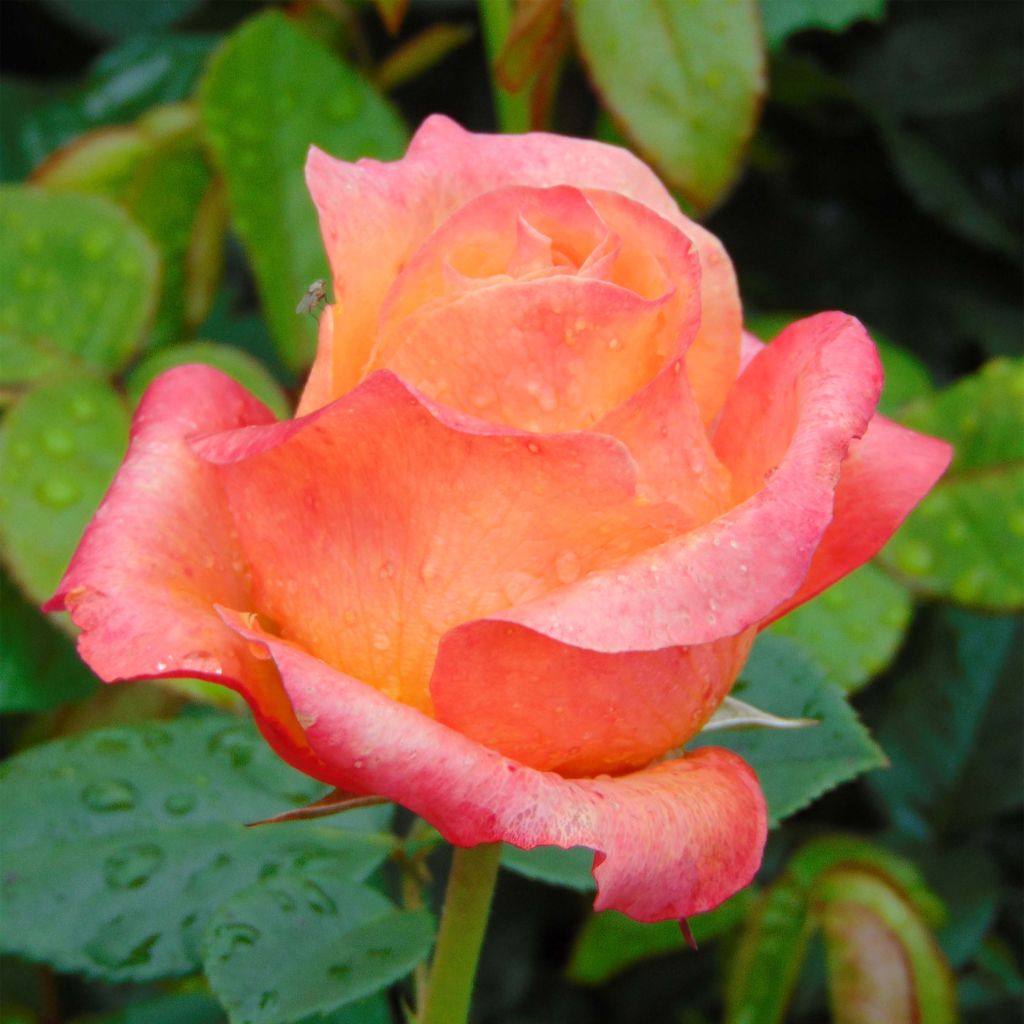 Rosal Ibiza