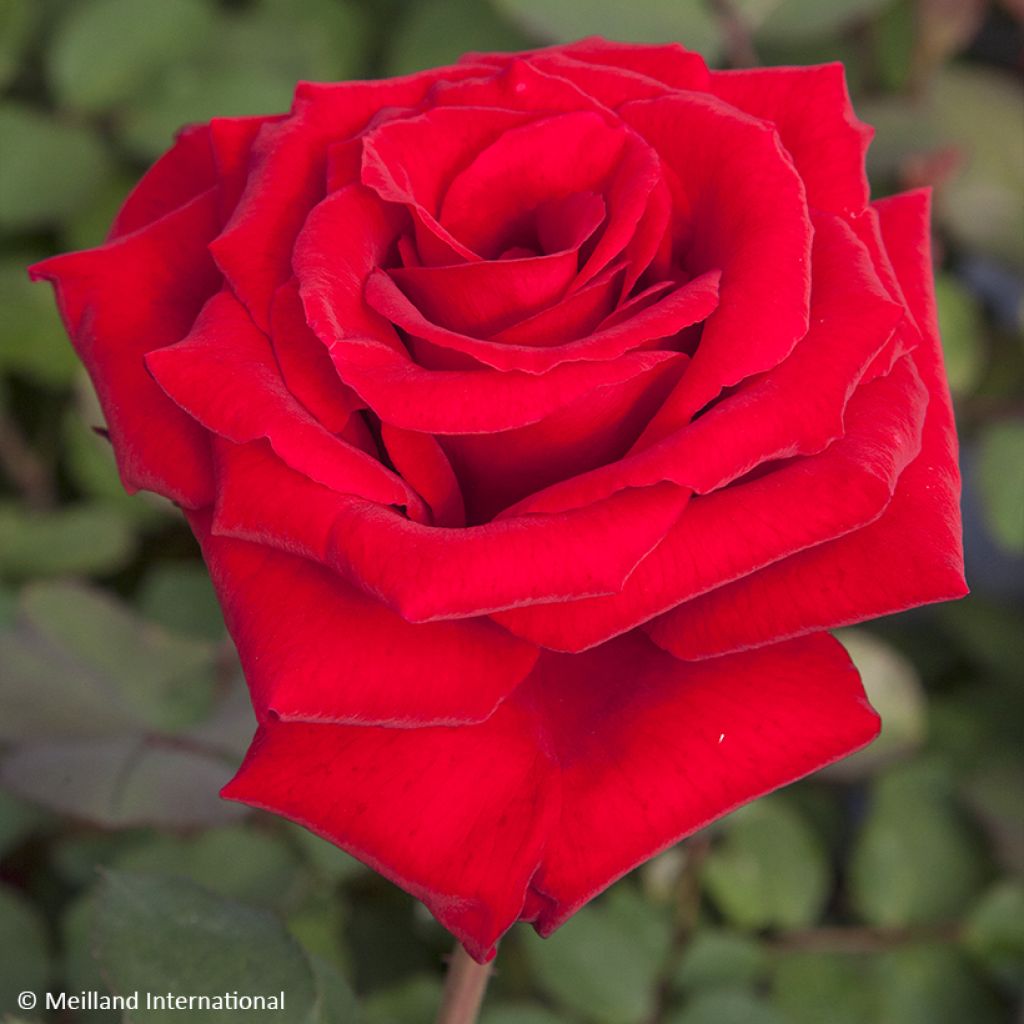 Rosa Marcel Pagnol