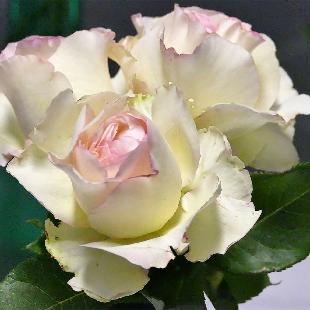 Rosal Niharika