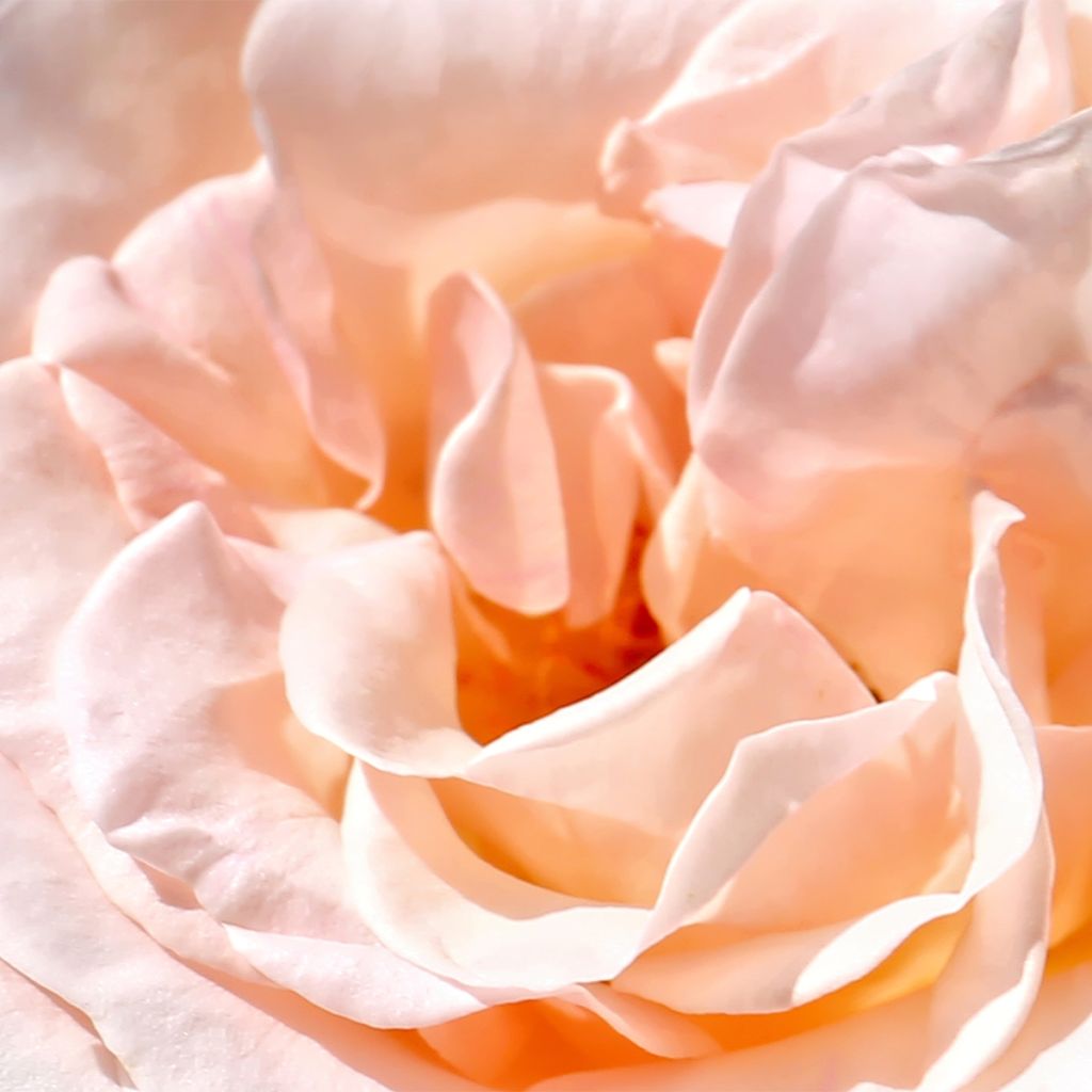 Rosier à grandes fleurs Ville de Fontenay-aux-Roses ®