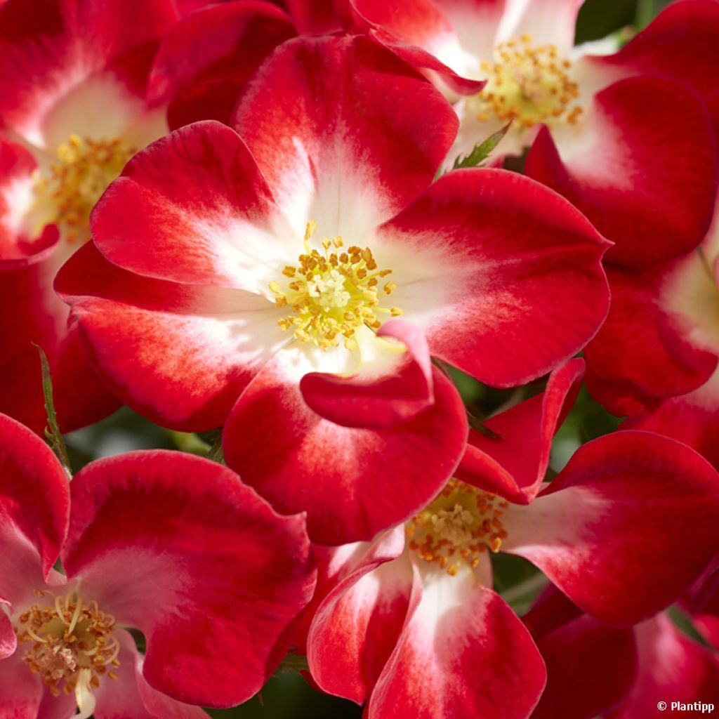 Rosal Everglow Ruby
