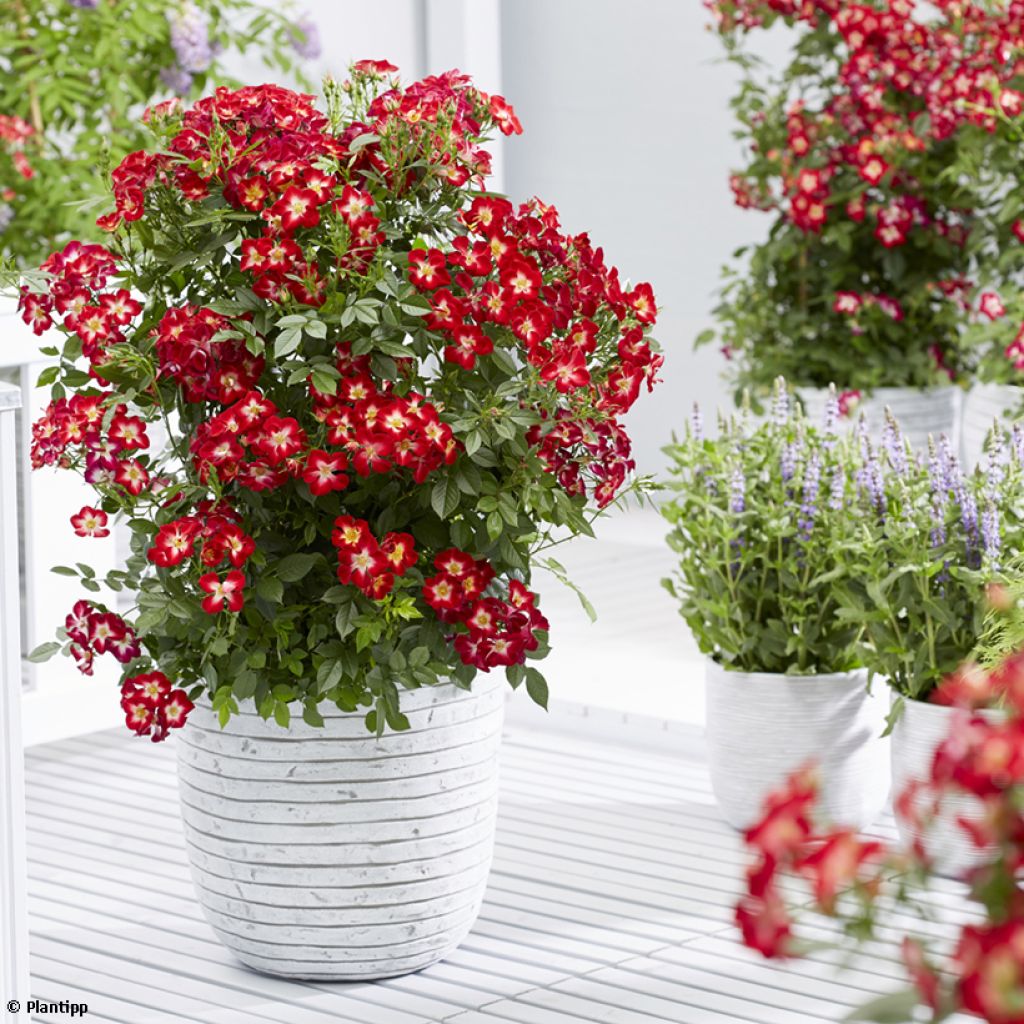 Rosal Everglow Ruby