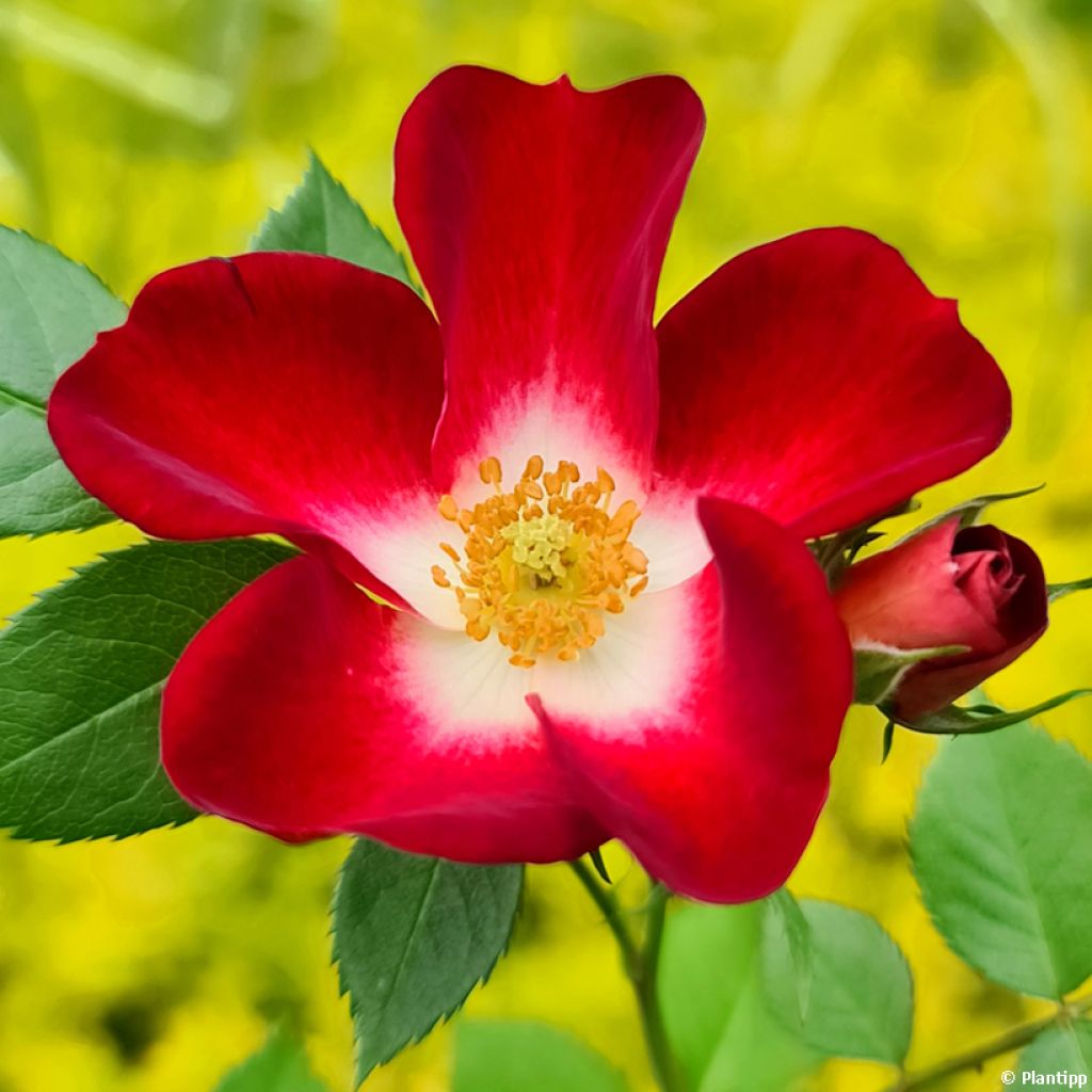 Rosal Everglow Ruby