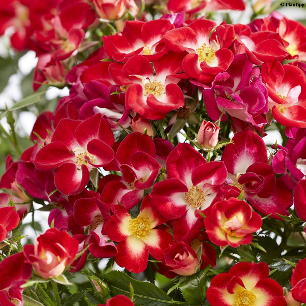 Rosal Everglow Ruby