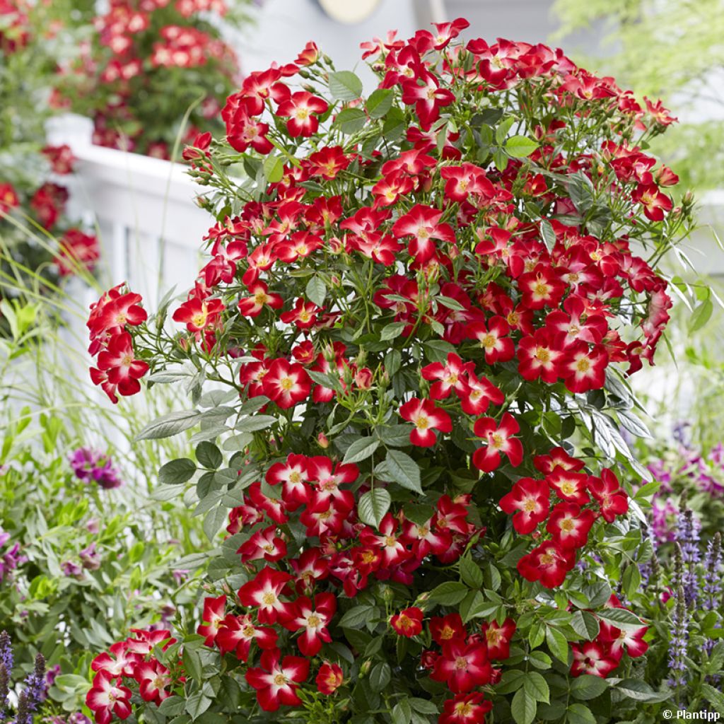 Rosal Everglow Ruby