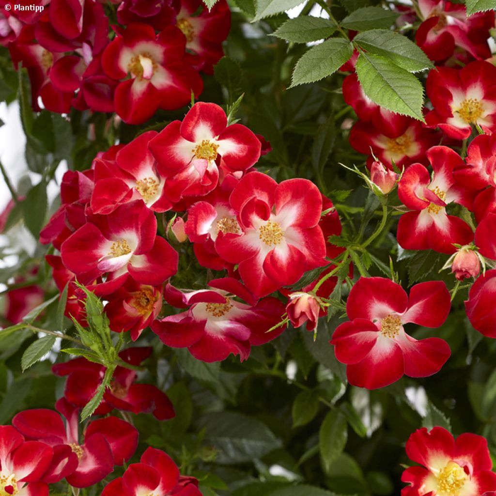 Rosal Everglow Ruby